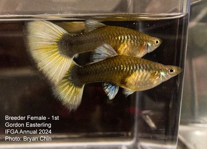 guppy female hb pastel